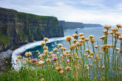Flowers at the Cliffs of Mohr